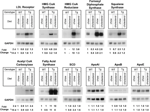 Figure 9. Amounts of various mRNAs in livers of wild-type and TgSCAP(D443N) mice on different diets