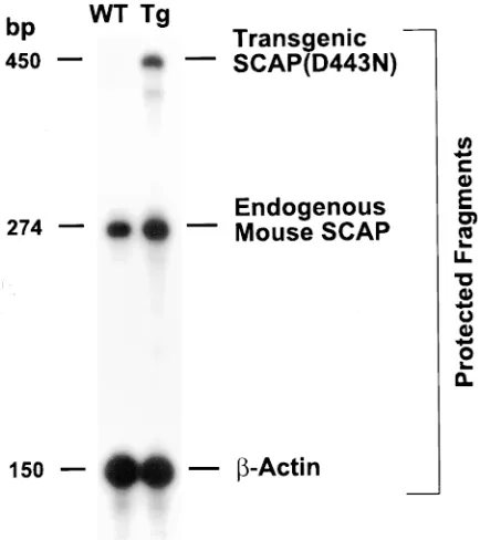 Figure 2. RNase protection assays of endogenous mouse SCAP 