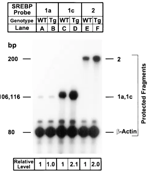 Figure 4. Amounts of mRNA for SREBP-1a, -1c, and -2 in livers of 
