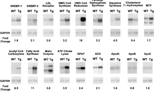 Figure 6. Amounts of mRNA for SCD-1 and SCD-2 in livers of wild-described in Methods. After RNase digestion, the protected frag-ments were separated by gel electrophoresis and exposed to film (Re-flectionfying screen for 16 h at type and TgSCAP(D443N) mice