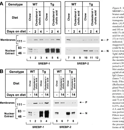 Figure 8. Immunoblot analysis of and 20 s (lanes perature. (SREBP-1 and SREBP-2 in mem-branes and nuclear extracts from liv-ers of wild-type and SCAP(D443N) transgenic male mice on different diets