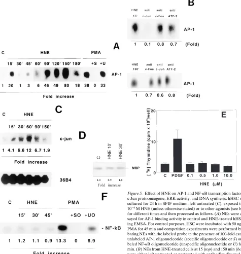 Figure 5. Effect of HNE on AP-1 and NF-�B transcription factors, 