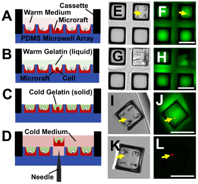 Figure 2.1 Gelatin encapsulation. (A-D) Schematic of cell release using gelatin encapsulation