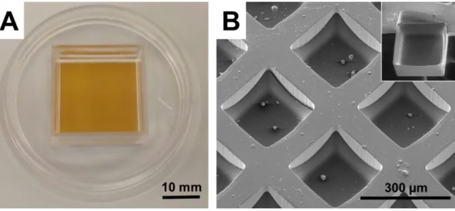 Figure 2.2 Microraft array. (A) Photograph of a microraft array attached to a polystyrene  cassette