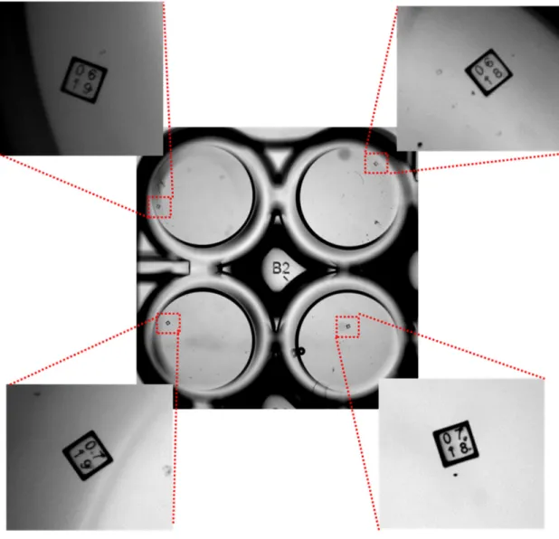 Figure 2.7 Collected microrafts. Four individual microrafts released and collected in to four  individual wells of a 96-well plate