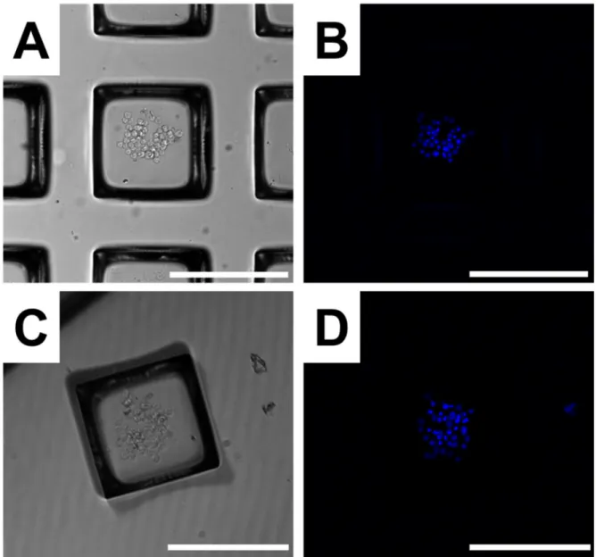 Figure 2.8 EBV-LCL collection. Bright field (A) and fluorescence (B) images of a clumping  EBV-LCL colony on a microraft array prior to collection