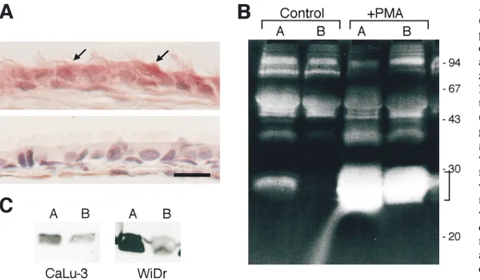 Figure 4. Vectorial secretion of matrilysin. was assessed by measurement of electrical resistance