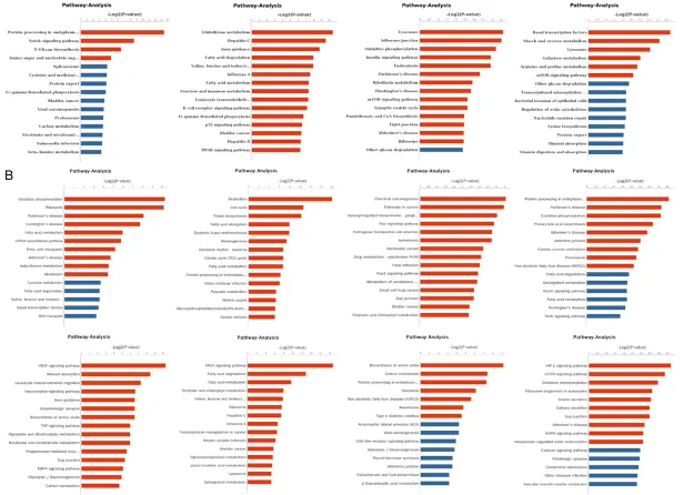 Figure 3. Pathway analysis of the screened DEGs in each group. A: The enriched significant pathways of DEGs in SV-HUV-1-RT4-T24 group; B: The enriched significant pathways of DEGs in SV-HUV-1-RT4-5637 group.