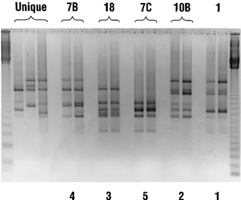 TABLE 1. Molecular proﬁles of selected C. difﬁcile isolatesgenotyped by AP-PCR with the arbitrary primer T-7