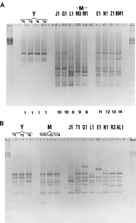 FIG. 2. Genotyping of REA-typed C. difﬁcilearbitrary primers T-7 (A) and PG-05 (B). Negative prints of ethidium bromide-stained 1.5% agarose gels of DNA patterns are shown