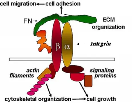 Figure 1.1 Cell adhesion to ECM is mediated by integrin receptors. Shown: general αβ- αβ-integrin receptor binding to a cell adhesive protein fibronectin (FN)