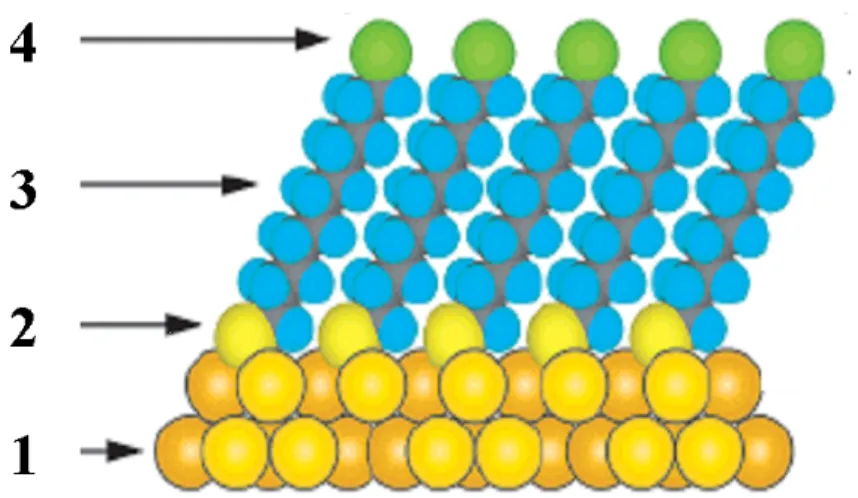 Figure 1.2 Design features of SAMs on gold. 1) Metal substrate (gold)has high affinity for 2)  ligand head group (thiol), creating the stable SAM