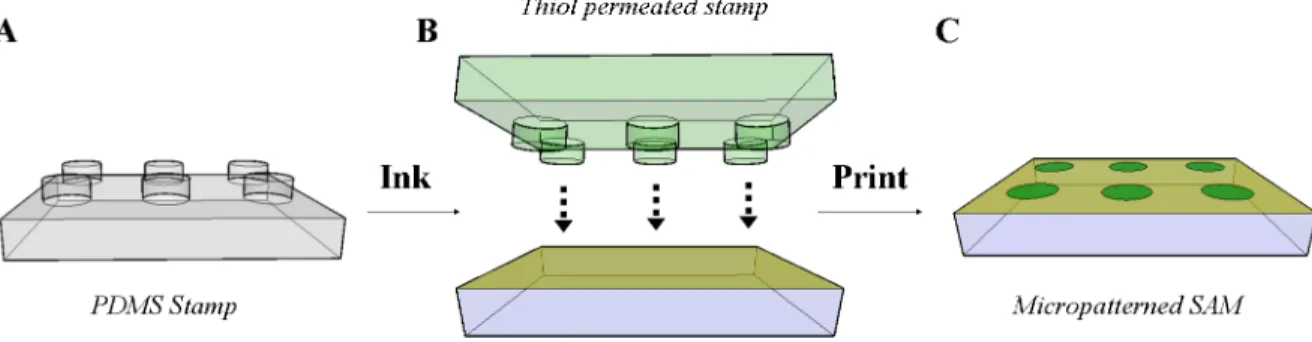 Figure 1.3 Surface patterning via microcontact printing. A) A PDMS stamp with molded  convex microfeatures is inked with a permeable alkanethiol