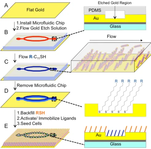 Figure  2.1  Schematic  for  the  generation  of  patterned  chemoselective  SAMs  on  partially  etched gold