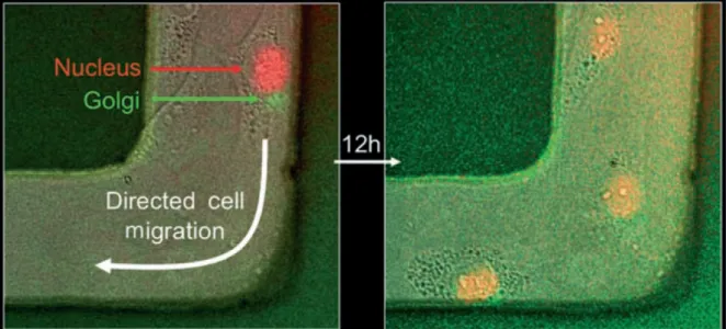 Figure 2.4 Multiwavelength time-lapse live-cell fluorescence microscopy of transfected Rat2  fibroblast cells undergoing directed migration on partially etched electroactive RGD 