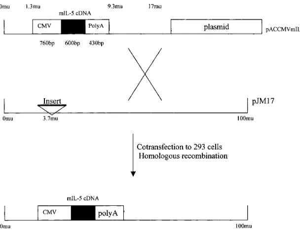Figure 3. Comparison of cellular responses in the BAL between IL-5��� and IL-5+/+ mice