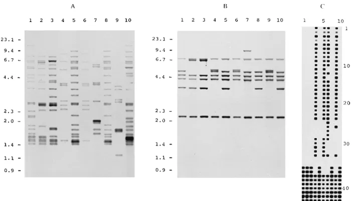 FIG. 1. DNA typing of 10 M. tuberculosisfrom spacer sequences in the DR region (C). Lanes 1 to 3, 5, 8, and 10, DNAs from strains displaying ISof the restriction fragments in panels A and B are given on the left (in kilobases)