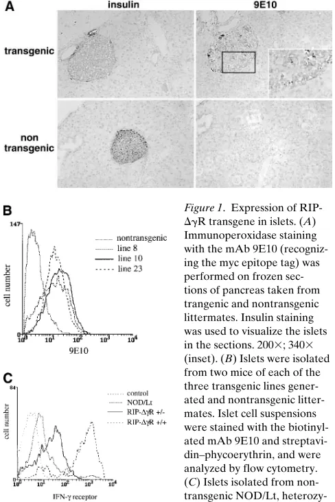 Figure 1. Expression of RIP-