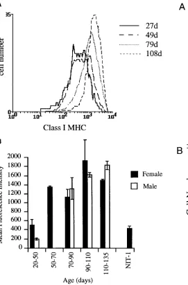 Figure 4. Class I MHC expression increases with age on NOD/Lt beta cells. (A) Islet cells from NOD/Lt mice of 27, 49, 79, and 108 d of age were stained with 34-1-2s and phycoerythrin anti-mouse Ig for class I MHC expression
