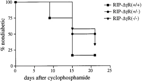 Figure 8. Cyclophosphamide induces diabetes in RIP-Nondiabetic male mice were given a single dose of cyclophosphamide injected intraperitoneally at 300 mg/kg body weight, and were ob-served for hyperglycemia development