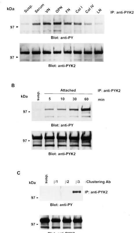 Figure 3. Cell adhesion or clustering of at 437�3 integrin induces tyrosine phosphorylation of PYK2 in prefusion osteoclast-like cells