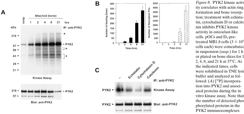 Figure 7. PYK2 kinase ac-