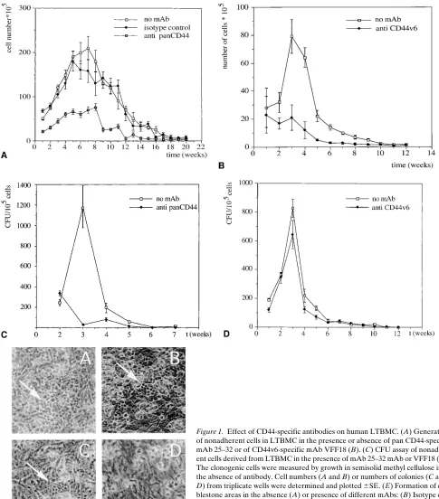Figure 1. Effect of CD44-specific antibodies on human LTBMC. (A) Generation of nonadherent cells in LTBMC in the presence or absence of pan CD44-specific mAb 25–32 or of CD44v6-specific mAb VFF18 (B)