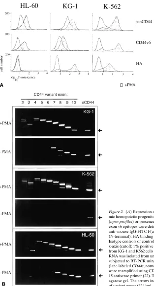 Figure 2. (A) Expression of CD44 isoforms and HA binding capacity of leuke-mic hemopoietic progenitor cell lines