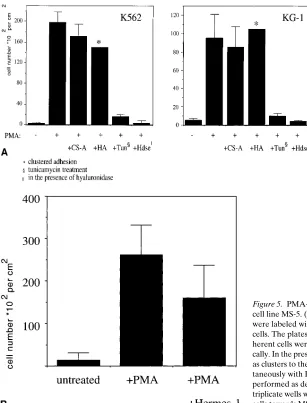 Figure 5. PMA-induced affinity of KG-1 or K562 cells for the stromal cell line MS-5. (A) PMA-treated or nontreated KG-1 and K562 cells were labeled with Höchst 33342 and placed on a monolayer of MS-5 cells