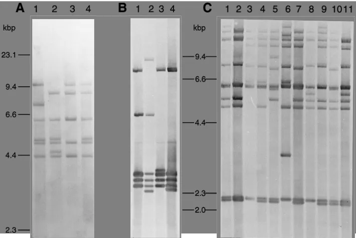 FIG. 2. The 16S ribotypes of S. pyogenes(A). Genomic Southern blots were probed with an intragenic 16S rRNA gene probe as described in Materials and Methods