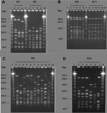 FIG. 3. Macrorestriction proﬁles of S. pyogenes4, mrps M1.1 through M1.3, respectively; lanes 6 through 9, mrps M3.1 through M3.4, respectively