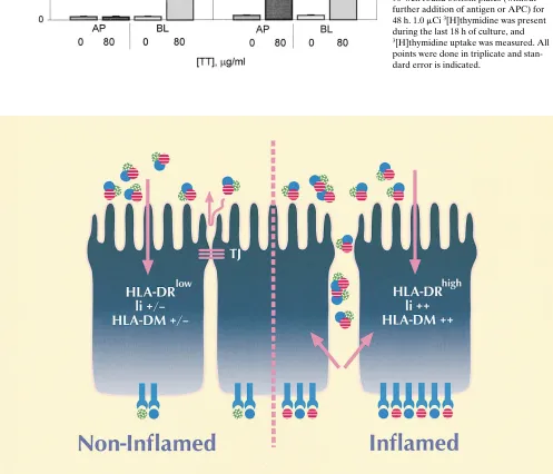 Figure 8. Different human T cell clones points were done in triplicate and stan-are selectively stimulated after class II processing initiated from the apical or basolateral surface with the same anti-gen