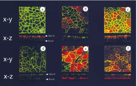 Figure 1. Expression of HLA-DR molecules in polarized T84 cells is restricted to the basolateral surface