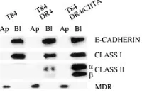 Figure 2. Selective cell surface bi-tained, and then biotinylated on their apical or basolateral surface