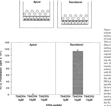 Figure 3. HLA-DR–restricted peptide pre-of transwell antigen presentation assay. T84 cells are plated on upright transwell filters (3.0surface to the top chamber, or on upside-down filters that are subsequently inverted, exposing the basolateral surface to