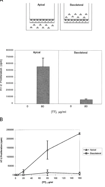 Figure 4. Class II antigen processing of in-tact tetanus toxoid in T84 HLA-DR trans-fectant is markedly more efficient after ex-posure of intact antigen from the apical than from the basolateral surface
