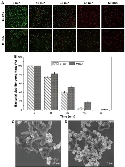Figure 5 (A) Fluorescence microscopy images of live and dead Escherichia coli and methicillin-resistant Staphylococcus aureus (Mrsa) treated with 20 μg ml−1 Van/Fe3O4@siO2@Ag microflowers for different durations