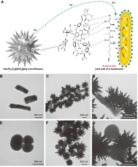 Figure 7 (treated with Van/FeA) Mechanism of the synergistic antibacterial effect of vancomycin with Fe3O4@siO2@Ag microflowers