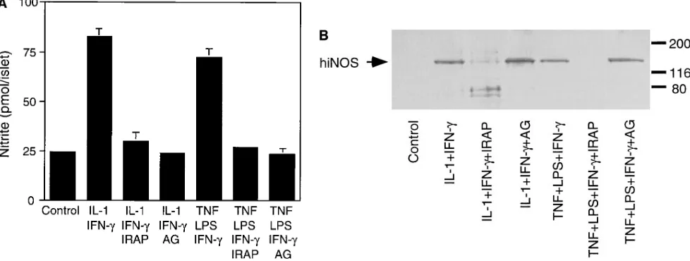 Figure 7. Effects of AG on TNF � LPS � IFN-�–induced IL-1 release in human islets. Human islets (150/400 �l of complete CMRL-1066) were cultured for 40 h at 37�C with 75 U/ml IL-1�, 750 U/ml IFN-�, 50 ng/ml TNF-�, 10 �g/ml LPS, 5 �g/ml IRAP, and 1 mM AG as