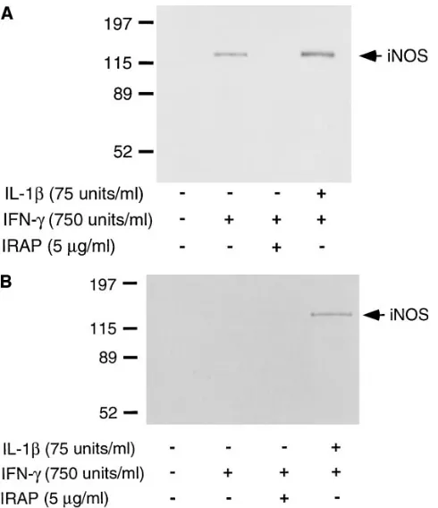 Figure 8. Endogenous release of IL-1 during islet dispersion is re-quired for IFN-�–induced iNOS expression