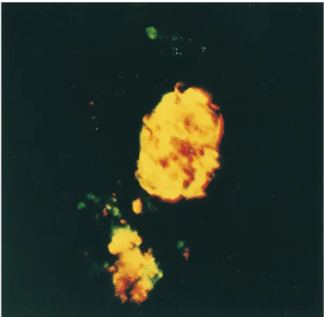 Figure 1. Time course of expression and cellular source of iNOS in hu-man islets treated with IL-1� � IFN-�