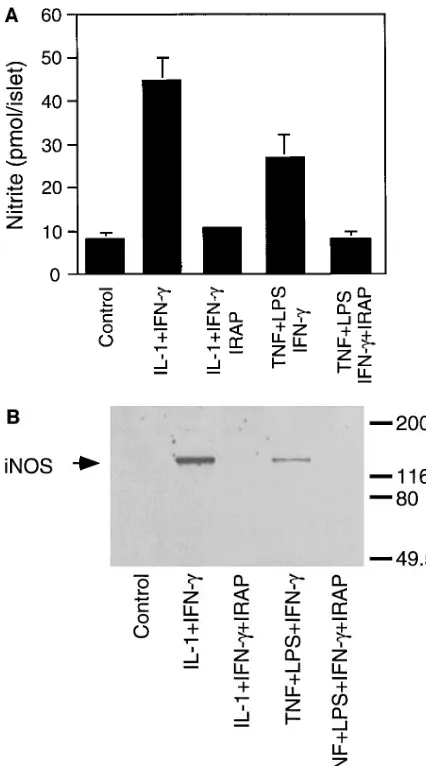 Figure preparation. Ethidium-stained agarose gels and Westernblot autoradiograms were scanned into NIH Image version 1.59 usinga high performance CCD camera (COHU, Brookfield, WI)