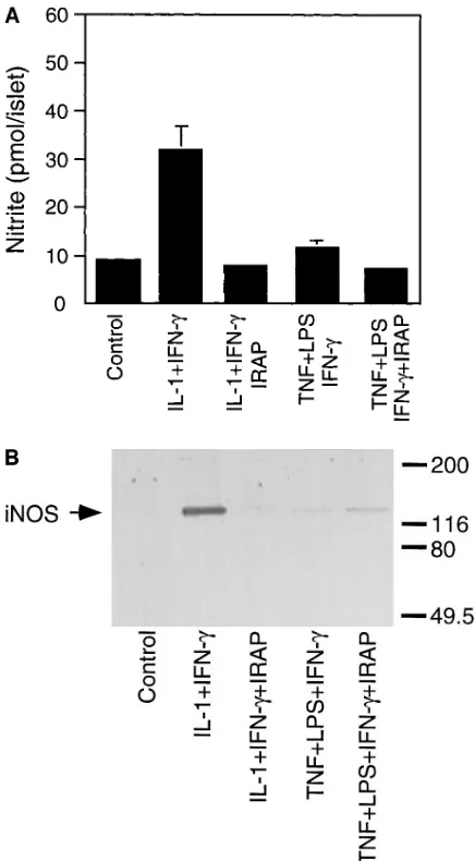 Figure 4. Effects of macrophage depletion on iNOS expression and nitrite production by human islets