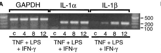 Figure 5. Time course and isoform of IL-1 expressed in human islets. (A) Hu-man islets were cultured with 50 ng/ml TNF-�, 750 U/ml IFN-�, and 10 �g/ml LPS for 4, 8, and 12 h at 37�C