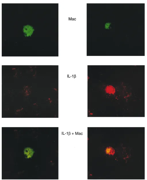 Figure 6. Immunohistochemical localization of resident macrophages as the human islet cellular source of IL-1