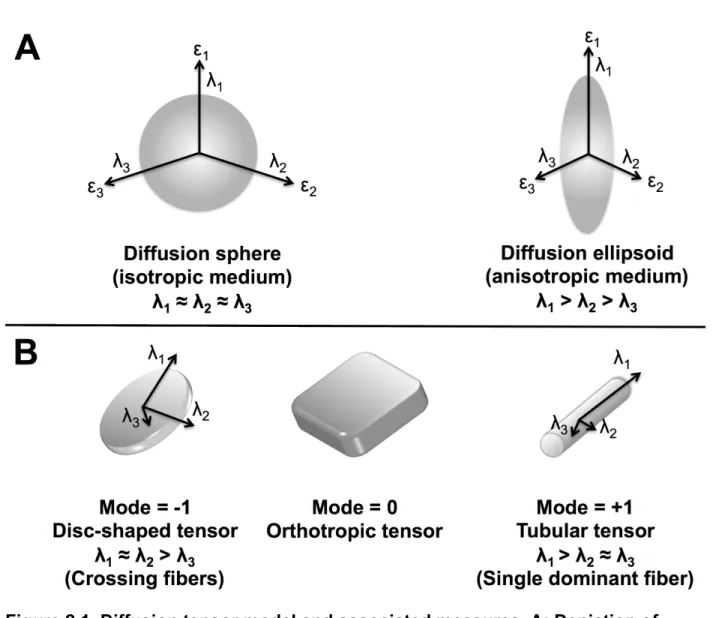 Figure 2.1. Diffusion tensor model and associated measures. A: Depiction of  diffusion sphere and diffusion ellipsoid, with its respective eigenvectors and  eigenvalues; B: Mode of anisotropy and its relation to the geometric shape of the  tensor