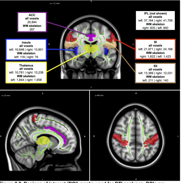 Figure 2.2. Regions of interest (ROI) masks used for DTI analyses. ROIs are  shown in coronal view with their respective total and white matter skeleton only  sizes (in voxels) (top panel)