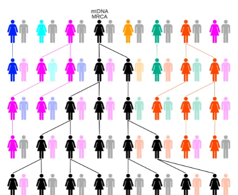 Figure 4.1: The illustration of following the maternal line to the time of mtE over