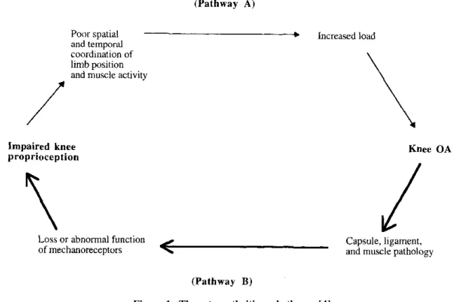 Figure 1.  The osteoarthritis cycle theory [4] 