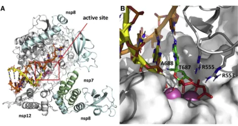 Figure 1. Modeling of RDV onto the SARS- SARS-CoV-2 RdRp Structure